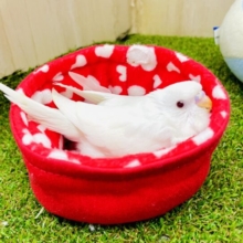 🥰🥰🥰らぶりー❤ぴゅあルミナス❤❤❤　セキセイインコ　アルビノ