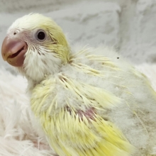 癒し系担当🫧甘々クリーミー💛オキナインコ(クリームイノ) ヒナ