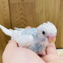 白多めの模様が魅力🤍🩵セキセイインコ（パイド）ヒナ