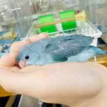 最新画像💫おまめぶるーツインズ登場だよっ🩵💙　マメルリハ　ブルー　女の子