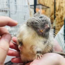 【動画更新🪄】濃いブルーにメロメロです💕デグー（ディープブルーパイド）男の子