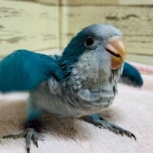 ワキワキが止まらないっ♬*° 元気モリモリ‪☆‪☆‪☆オキナインコ(ブルー) ヒナ
