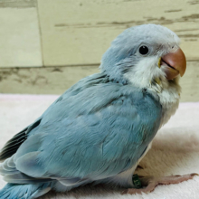 爽やか青空ブルー🩵オキナインコ(ブルーパリド) ヒナ