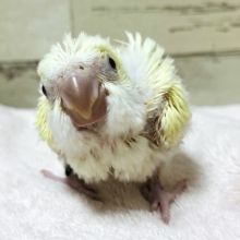ヒヨコじゃないよっ🐣ウケケケケ〜♬オキナインコ(クリーム) ヒナ