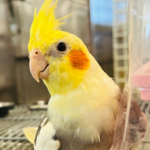 触れ合うたびに魅力に気づく〜💗オカメインコ(パイド)