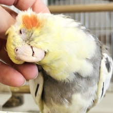 まんまるおめめとむっちり体型♡オカメインコ(パイド)
