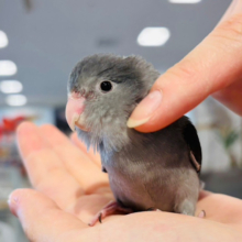 可愛い！？かっこいい！？魅力溢れすぎっ💗マメルリハ(ブラックモーブ) 男の子 ヒナ