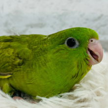 食欲旺盛‪☆サヤエンドウ🫛サザナミインコ(グリーンスパングル) ヒナ