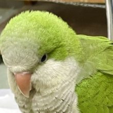 最新画像あり！可愛い顔💚🤍　オキナインコ　グリーン