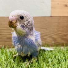 あざとい表情にメロメロです🥰美しいスパングルのセキセイインコ💜