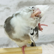 【動画更新🪄ひとり餌‪☆】　成長してきたよ！白黒オセロのチビッ子怪獣⋆͛🦖⋆͛オカメインコ(WFパイド)