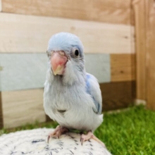 最新画像有ります✨優しいブルーが可愛すぎます🩵ちょこんとサイズ感のマメルリハインコ（アメリカンホワイト）男の子⭐️