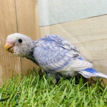 この美しさのトリコになっちゃう🥰絶妙なブルーのセキセイインコ💙