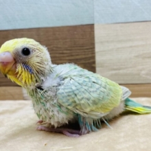 キュルキュルおめめに輝くエメラルドグリーン🧚✨セキセイインコパステルカラーレインボー！