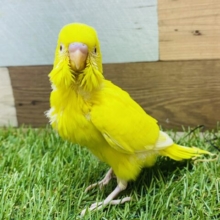 真夏の太陽☀️のようなイエローです❗️明るさ全開のセキセイインコルチノー