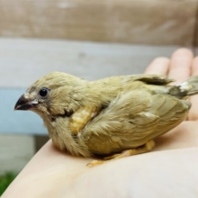 ちびっ子ちゃんが真剣な眼差しで見つめています🥰キンカ鳥シナモンカラー🤎