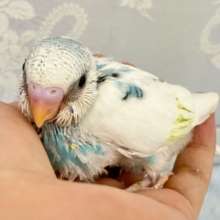もくもくCLOUD☁️𓈒 𓂂𓏸てちてち元気っ子🤗🫶セキセイインコ(ブルーパイド2024年7月生まれ)