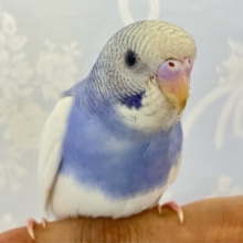 ✨最新画像✨️甘酸っぱベリー🫐にたっぷりヨ〜グルト！🤍セキセイインコ(パイド2024年6月生まれ)