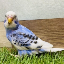 最新画像有ります❗️ブルー×ホワイトこの色合いで涼みましょ〜🧊セキセイインコ（パイド）⭐️