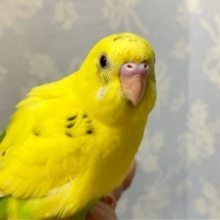 ✨最新画像✨️夏にピッタリ⋆⸜🍧⸝⋆ひまわりカラー🌻セキセイインコ(ハルクイン) 2024年6月生まれ