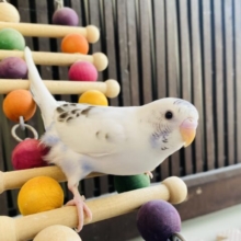 最新画像有ります⭐️控えめな模様にチラッと覗くブルーが素敵です💙セキセイインコ白ハルクイン✨