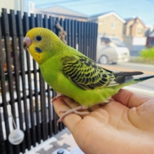 最新画像有ります⭐️まん丸おめめで見つめちゃうよ〜🥰セキセイインコのオパーリン❗️