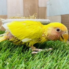 明るさ全開でいきますよ〜🔆イエロー✖️レッドのコザクラインコ（ルチノー）❤️