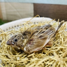 なかなかいない珍しいカラーです🤎キンカ鳥シナモンパイド❗️