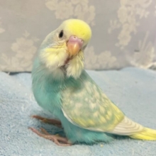 ✨️最新画像✨️穏やかに、優しいクリームに包まれて🤭💛ྀིセキセイインコ(パステルレインボースパングルパイド)2024年7月生まれ