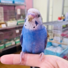 最新画像・動画有ります💙絶妙なブルーが素敵なコキンちゃん✨セキセイインコオパーリン❗️
