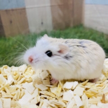 優しいお色に優しい表情がたまりません🥰ロボロフスキーハムスターのホワイトフェイス🩷