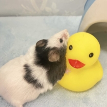 ころっとかわちぃ🐼パンダマウス 男の子 2024年1月生まれ
