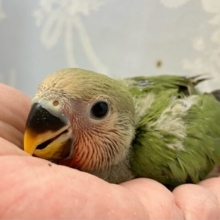 抹茶！緑茶？ペちゃ〜꜀(˘꒳˘ ꜀)💕コザクラインコ(ノーマル2024年7月生まれ)