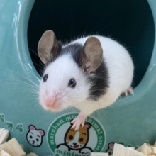 最新画像！パンダマウス　女の子　白黒模様が個性的！かわいいネズミさんがやって来ました！