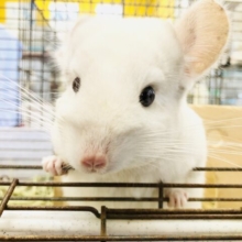 まっ白ボディにワンポイント模様？？　チンチラ