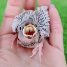 まさかの入荷✨シルバー文鳥のヒナ入荷しました❤