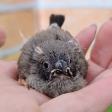 可愛いすぎる〜❤キンカ鳥のヒナ(ホオグロ)入荷しました❤
