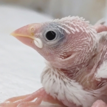 白！白！白！キレイ～🪽 白文鳥🐣