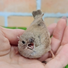 最新画像更新✨成長楽しみ❤キンカ鳥のヒナ(シナモン)入荷しました❤