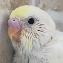 とろ～りクリームに夢中～🌟 セキセイインコ(クリーム)