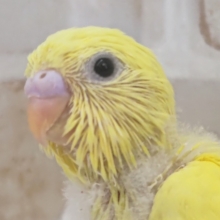 ピカピカ眩しいぜ～🌞 セキセイインコ(ダブルファクター)