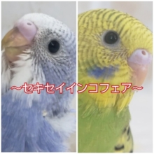 🍁期間限定🍁 個性いっぱいセキセイインコフェアー🎉