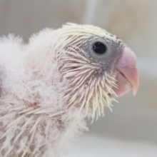 魅力いっぱい！詰まってます～🎆 セキセイインコ(4色ハルクイン)