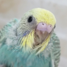 良い感じカラーが魅力的～🌈 セキセイインコ(パステルレインボースパングル)