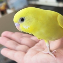 🌟最新画像🌟 ビビッとイナズマ走る～⚡️ セキセイインコ(ダブルファクター)