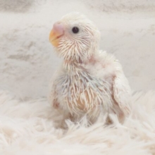 楽し気なお顔はコチラも楽しくっ　ほっこりしますわねぇ～　セキセイインコ　ダブルファクター～～