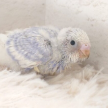 少しはおちつい。。たら？？　元気バードまっしぐら～　セキセイインコ　スパングル～～ゆ