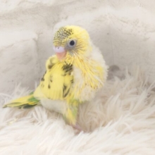 そのうに貯めるは元気の「ひ・み・つ」～　でもこっそり教えるね　セキセイインコ　ハルクィンーー☆