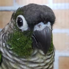 控えめな性格(*’-‘*)ウロコインコのノーマルグリーン