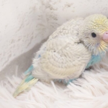 飛ぶ練習よりも、みだしなみ。。見た方が～　セキセイインコ　パステルレインボースパングル～～